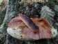 Májgomba (Fistulina hepatica), Budai-hegység